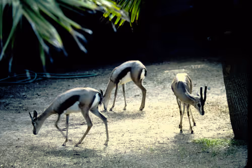 Item #113047771030127017240919341709485116586684509374101894410877815038187229151233 Media