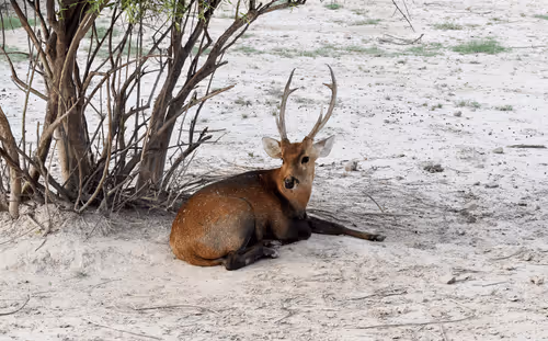 Item #81039049813216597257953829520223769972049979763513540310904561895753918709761 Media