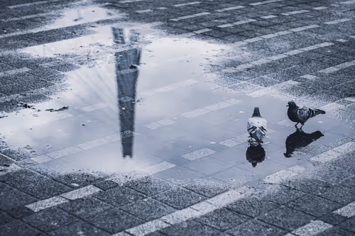 Item #63941686978381941053943929737968123784537789017631438611022902628315666841601 Media