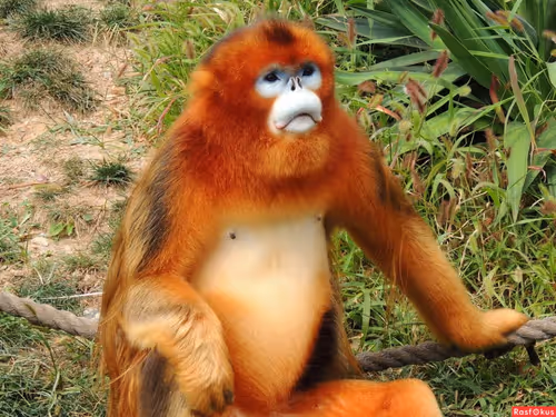 Item #45594647201663347778086533366212020564774309010196825968467676439404185911297 Media