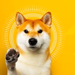 Dogey Doge 