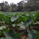 Colocasia esculenta - Schott