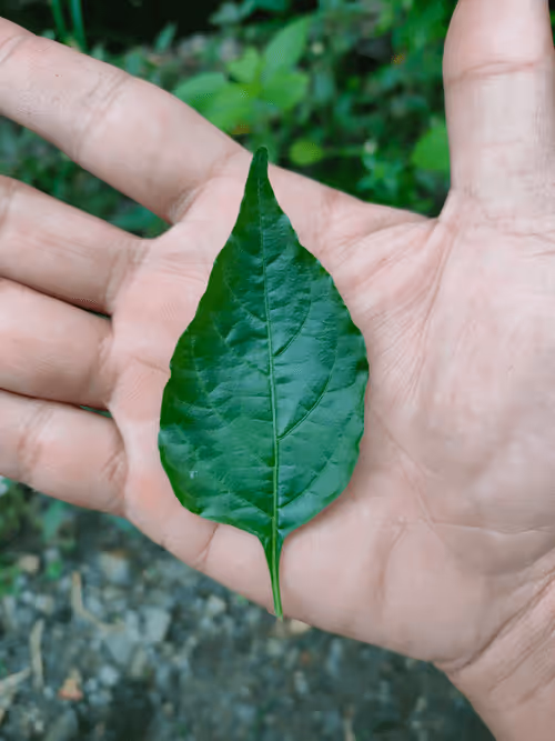 Item #31081804352330578596568685091517160537930858517835942894700269999908336959489 Media