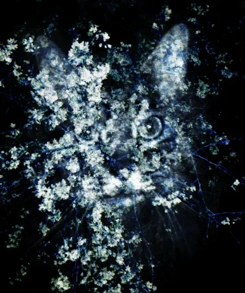 Item #46677297122039031221449977847173365421667821442589389250428357132907876188161 Media