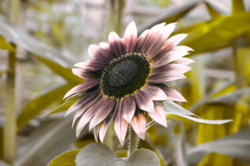 Item #84009224688457436911077818242985162617127929827345760770995272767477741780993 Media