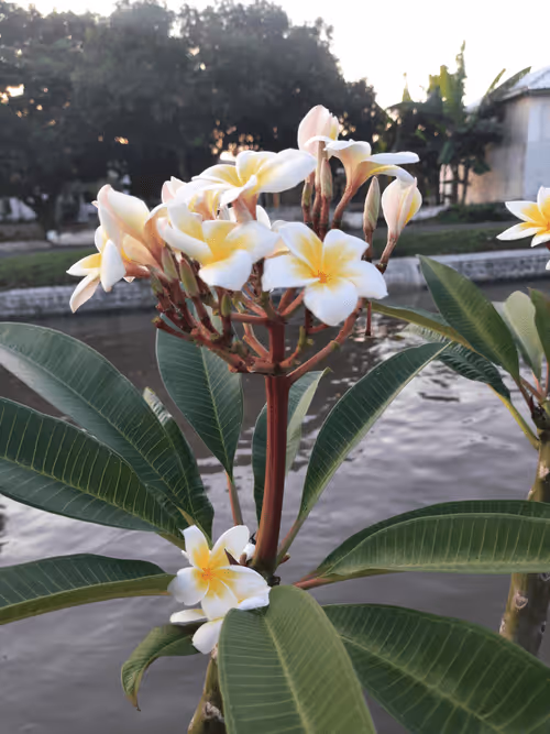 Item #78774018974347764357765192518377150739749637856503949941232678381989702664193 Media