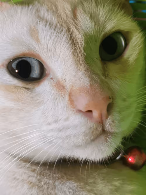 Item #45172585335081813343644153314495358007196078945782785289910377732585568600074 Media