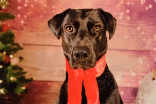 Christmas Buddy