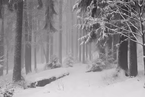 Nature Photographer 177169894