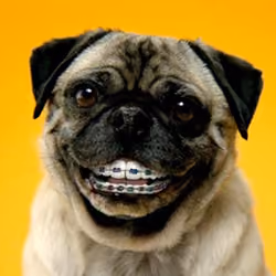 LOVE PUG #6