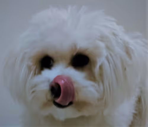 Untitled Collection #280013690