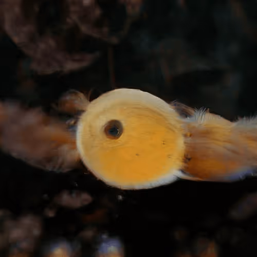 93923887731966639760197662534300547726212510779526051617655967285427331661825