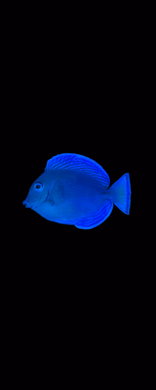 Item #70273469214053580567937401515454839942309316770709015850327309177930385458152 Media