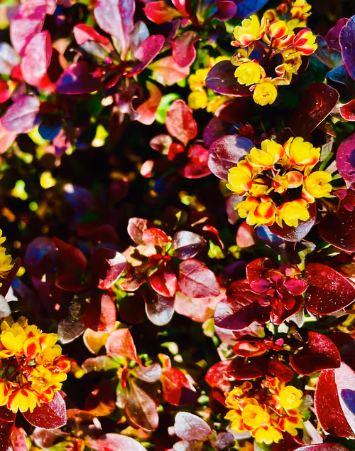 Item #90242850713282573943473333333408540290237184150123135597774242546281619652609 Media