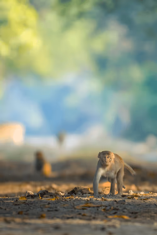 Item #61684684013370051227163866082320023750896296023852719411798081175400451408022 Media