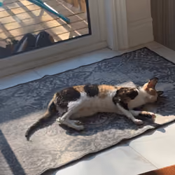 cat sun