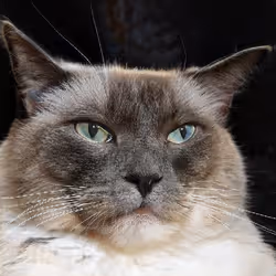 106393158711752592444527764053332067386103257112262188176365274233608639348737