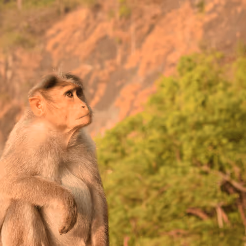 Item #82703379263998068846486745750328891097903441878353275180634357246865157652485 Media