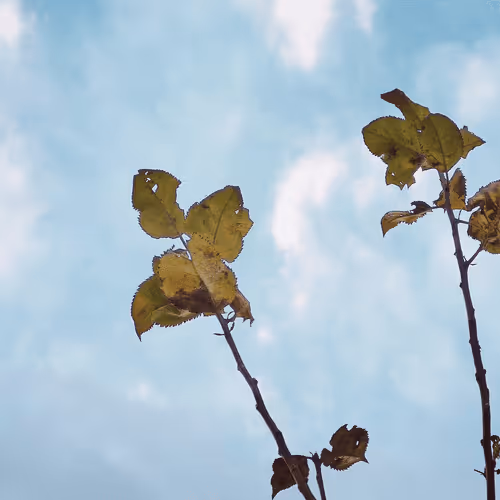 Item #101645309165580869491586595174322731374000989681409638124054554717869957971969 Media