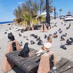 enjoyment of the birds