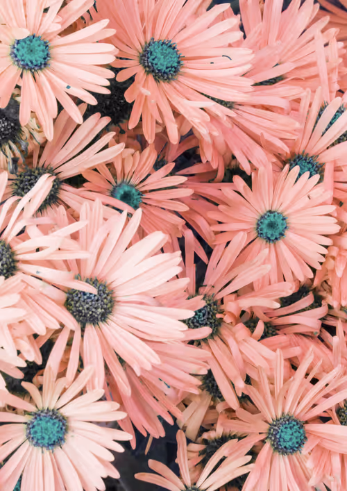 Item #31081804352330578596568685091517160537930858517835942894700269987813709053953 Media