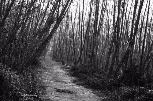 Item #88588118460762935851954819290277197949236789267554687293919040388044605620225 Media