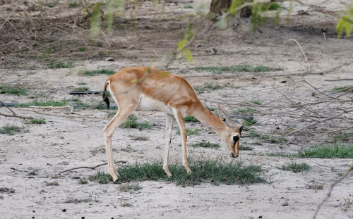 Item #81039049813216597257953829520223769972049979763513540310904561894654407081985 Media