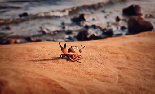 Item #114521557681587448164416414833705315608998654968609078692768572486237173055489 Media