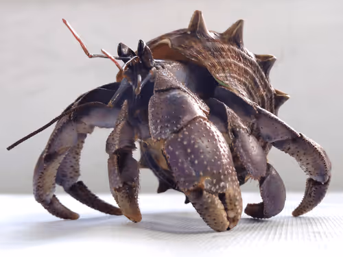 Item #91920838516500969586140493576070920060778375503638515337937380289836618874881 Media