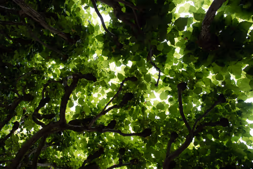 Item #3368930868148667315549951722561035130848449465845193119815012494692084350977 Media