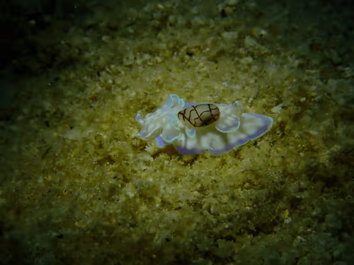 Underwater Unseen Thailand
