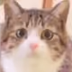 10457052539444589099588186552614678767455838303689640326422172581492200308737