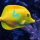 39252279508904821734030825946169337190124296247225418243614606230500633739265