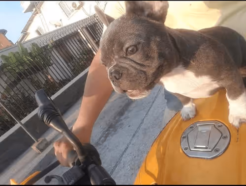 Item #32237202173720727343948986965561335091197107318394763909165930991302515621889 Media