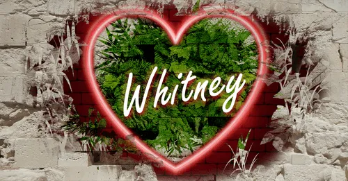 Item #68053287575525751288269231675427811746861684968250582901590729620020927660042 Media