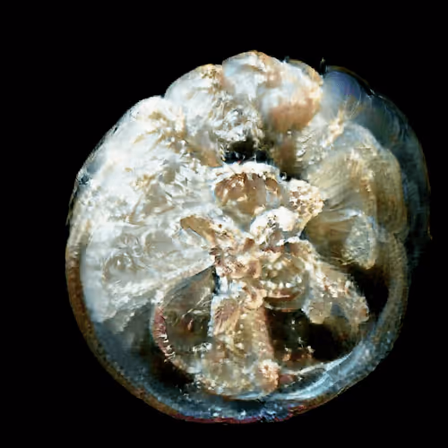 Item #4750064852715738149564930854294668621974194112560083604087540673169917476865 Media