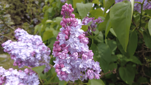 Item #98679578177621649628089872010712381059223698631184272161596299637756551757825 Media