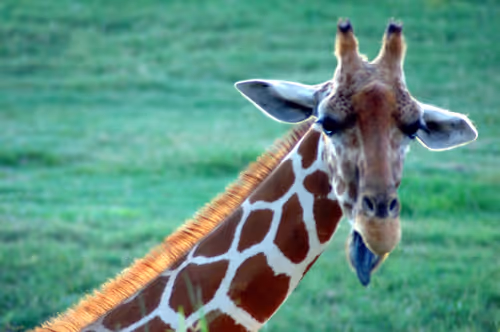 Item #47344123980109973813634142770242239438764360713225161879961012012142274019329 Media