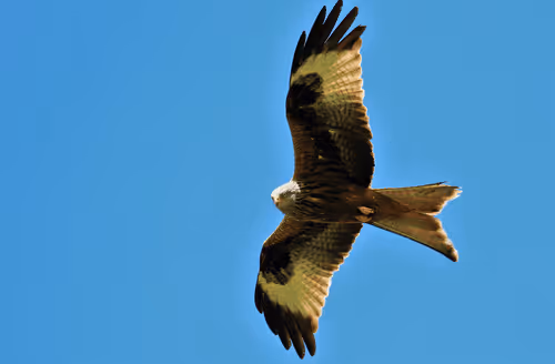 Item #61601413983432262200822046408210296549184035160504594584973518320478384554034 Media