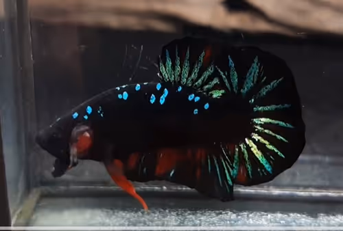 Item #22500392105474070130466108516619626333115346841346024857682996889418163290113 Media