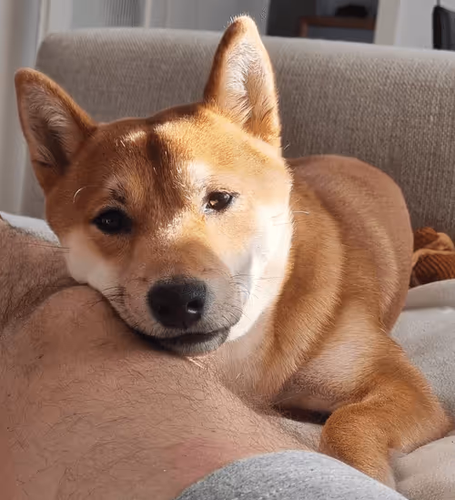 Item #51858709847349082355477028651242767391039160802379825665602477047881274490881 Media