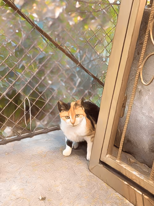 Item #102650025238985064889532626323507420633017859616961165632132729748394547871745 Media