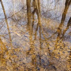 Reflection of Autumn