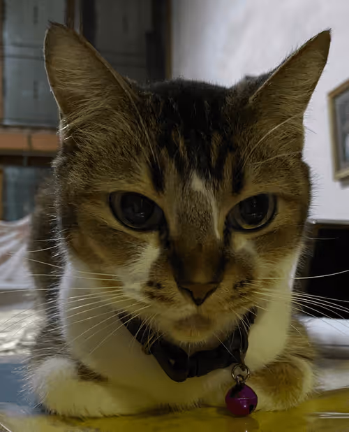 Item #98067606819010704980002055146408125819543828101100051405361958640320283410441 Media