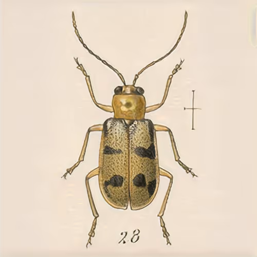 Item #58241160855422744817468407088196322100109565521561100950236904291345367040001 Media