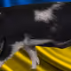 53180631642456764738139299674940583640479914081960747744151194864711563739137
