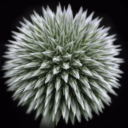 Item #39629935389522237345664437028542438492977381533873015043488418128894676172807 Media