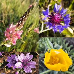 Flowers colours
