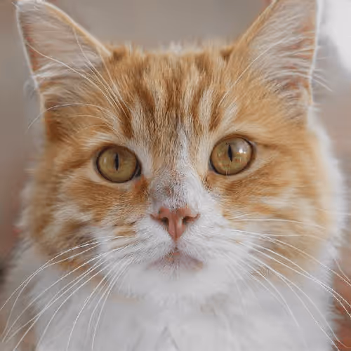 Item #106393158711752592444527764053332067386103257112262188176365275196780825280513 Media