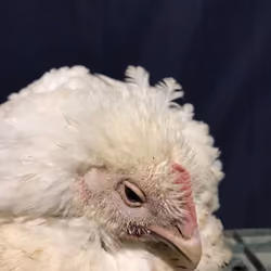Chicken #12